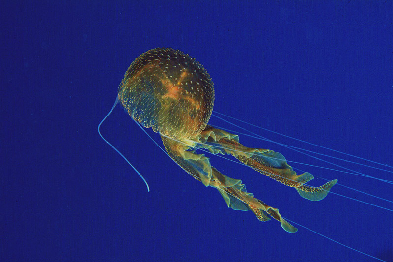 Pelagia noctiluca